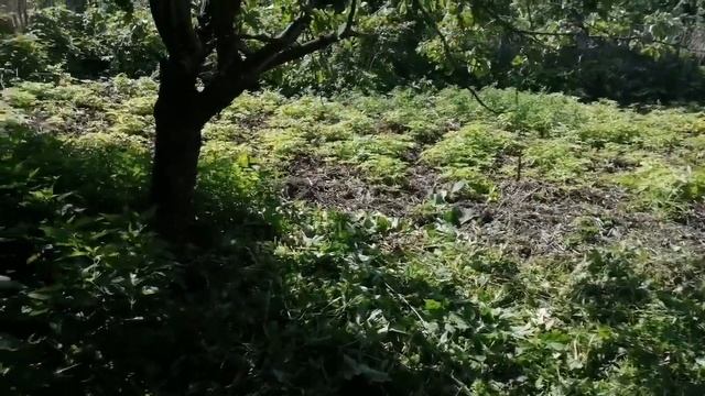 Огородные дела, дочь готовит вкусняшки. смотреть онлайн