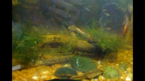 Все о воде в аквариумах (жесткость, ракушки, камни, грунт) Зоомагазин Амфибия Тамбов