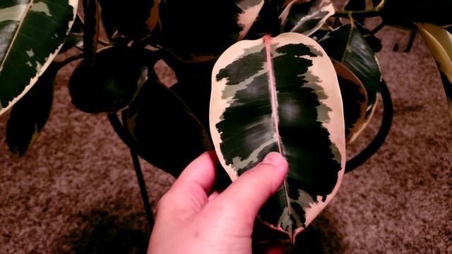Ficus Elastica Tineke 01 Part 001 | Plant Vlog 052