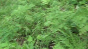 Груздь настоящий. Где искать в тайге. белый груздь, сырой груздь, мокрый груздь, правский, Грибы,