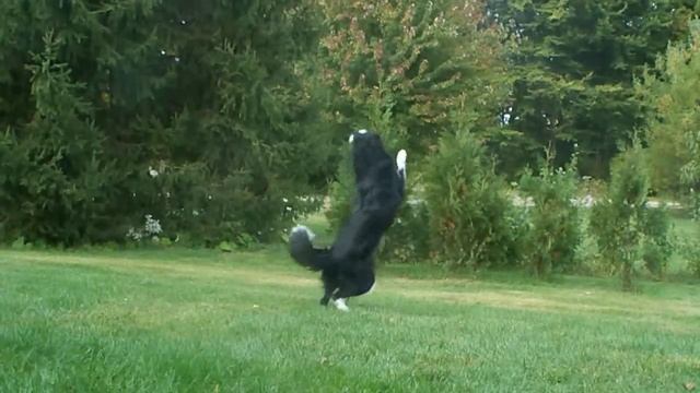 Nana the Border Collie Performs Amazing Dog Tricks смотреть онлайн