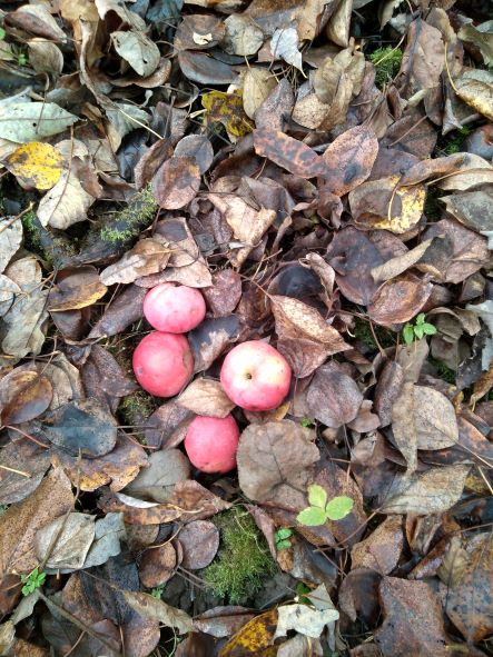 Заброшеный сад. Ноябрь, но яблоки есть! смотреть онлайн