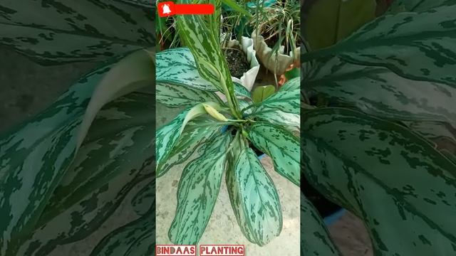 My SILVER QUEEN AGLAONEMA is giving baby plant and flowers?? (Short_Video)