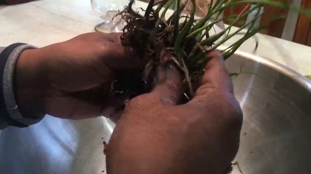 AN ORCHID A DAY EPISODE 452 LAELIA LUNDII смотреть онлайн