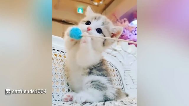 Милые Коты - Смешные Милые Котики Видео - Приколы с Милыми Котиками/ Amazing Cute Cat Video