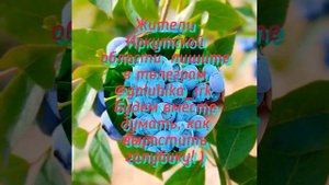 Голубика в Сибири (Иркутск)
