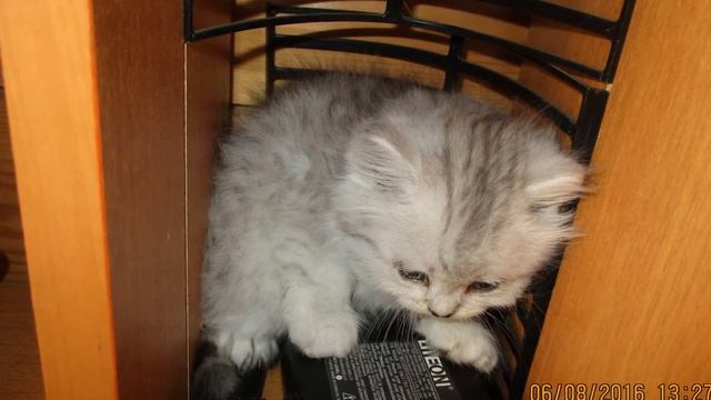 Сердце Сибири ждёт Вас смотреть онлайн