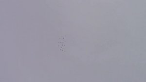 п г т ВАСИЛЬЕВО ПЕРМСКИЕ ВЫСОКОЛЕТНЫЕ ГОЛУБИ 2021 г