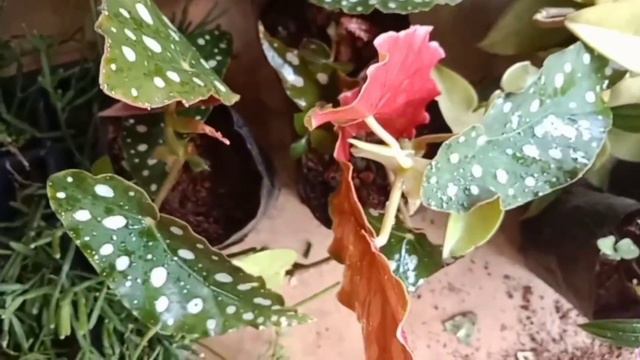 ചെടികൾ വിറ്റ് കാലിയാക്കുന്നു low cost plants /indoor plants malayalam #floweringplants #homegarden