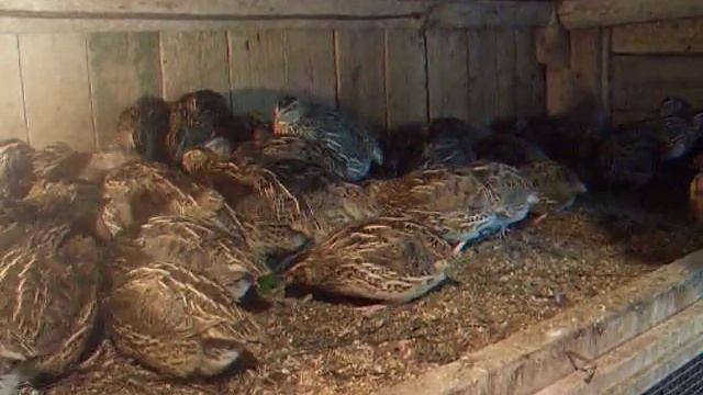 породы перепелов маньчжурский золотистый перепел