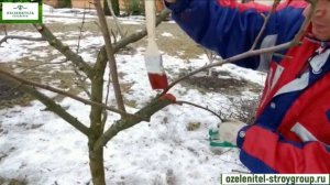 Обрезка деревьев и кустарников