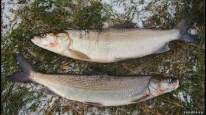 Белорыбица