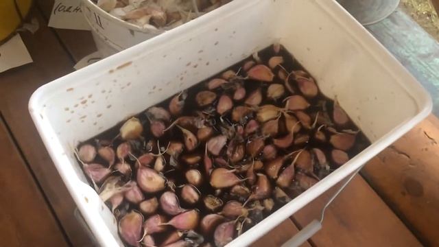 Подготовка семян чеснока. Замачивание в биопрепаратах Бактоген и Фитоспорин.
