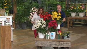 Roberta's 4-piece Sunseeker Patio Echinacea Collection on QVC