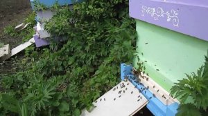 13-14 мая на пасеке.  Плохая погода. Вирус деформации крыла