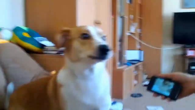 Бонифаций поет