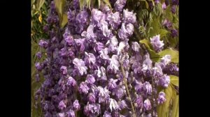 Glycine du Japon floribunda Violacea Plena by clematite.net - Spécialiste des plantes de jardin