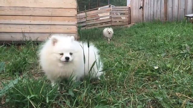 Вайт в деревне