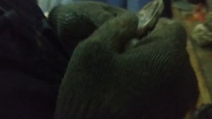 ЛУЧШЕ, ЧЕМ LADA - Mitsubishi LANCER IX.ЛАНСЕР 9 НЕ ПОКУПАЙТЕ ОПОРУ СТОЙКИ.СТУК В ПЕРЕДНЕЙ ПОДВЕСКЕ.