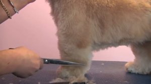 Grooming Guide - Lhasa Apso Pet or Salon Trim - Pro Groomer