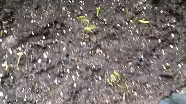 Видео для тех кто хочет первый раз сажать помидоры смотреть онлайн