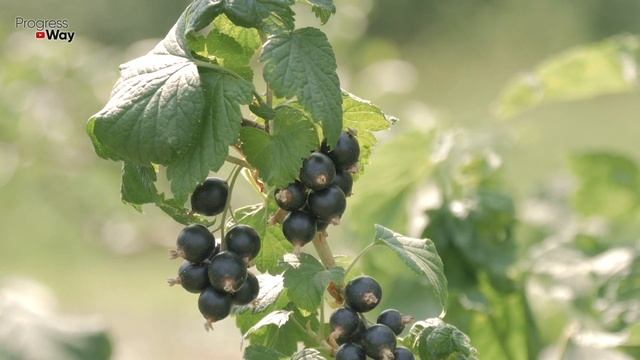 БУДУТ ЗДОРОВЫЕ КУСТЫ И МНОГО ВКУСНЫХ ЯГОД! Вот как поддержать смородину после сбора урожая! смотреть онлайн