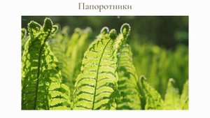 Плауны.  Хвощи.  Папоротники