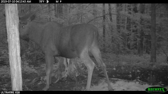 Ночные упражнения смотреть онлайн