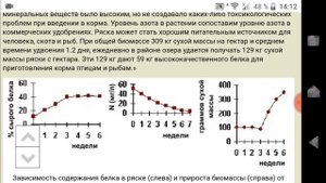 Ряска - лучший корм для птицы, еду добывать.