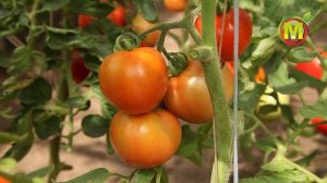 ? Выбираем СЕМЕНА ТОМАТОВ на 2021. Гибрид СЕВЕРЕНОК F1