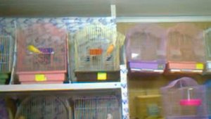 КЕНАРЯ КУРСК