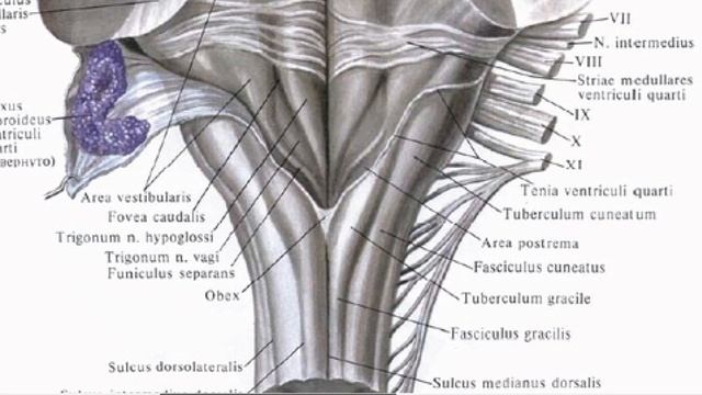 Продолговатый мозг. Наружное строение смотреть онлайн