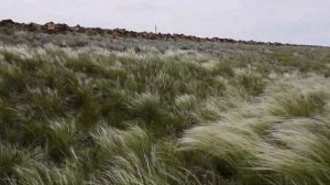 Ковыль-трава