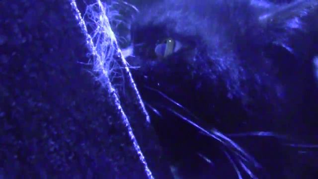 Новая когтеточка. История любви) смотреть онлайн