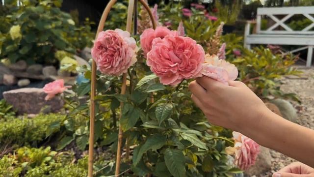 Прогулка по саду в июле вместе с маленькой Дашей. Уход за цветами в августе. Ландшафтный дизайн. смотреть онлайн