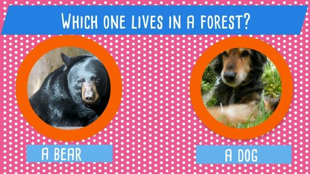 Animal habitats quiz смотреть онлайн