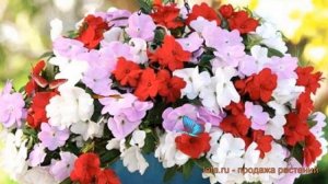 Бальзамин ново-гвинейский Микс ? бальзамин Микс обзор: как сажать семена бальзамина Микс