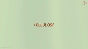 Types of Synthetic Fibres - Rayon | Don't Memorise