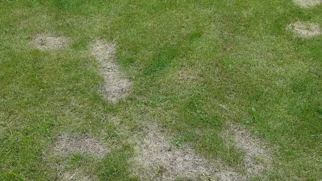 Как можно испортить газон, борясь с сорняками смотреть онлайн