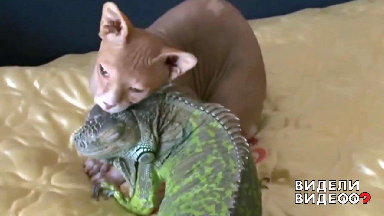 Верные друзья игуана и сфинкс. Видели видео? Фрагмент выпуска от 20.10.2019