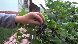 Сбор чёрной смородины. Сорт "Титания". Каскелен. Казахстан.