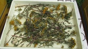 август на пасеке  - бесплатное лекарство от клеща Варроа и 320 упавших клещей Варроа за 8 дней.mp4