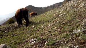 Коровы на склоне горы Кулимеэр (Дагестан)