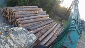 Разгрузка кедра от первого лица Атлант С-90