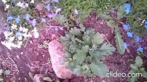Как размножить спирею японскую. Спирея через три года