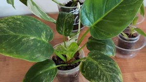 Мои НОВИНКИ ‼️ Вариегатные ФИЛОДЕНДРОНЫ