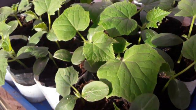 Первые всходы рассады томата #рассадатоматов #томатрозовый смотреть онлайн