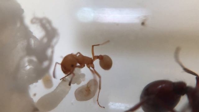 Опасные муравьи Pogonomyrmex barbatus от MikroMir Ants смотреть онлайн