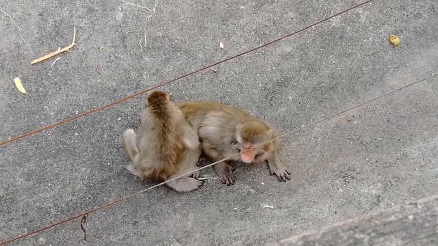 Как макаки ищут блох