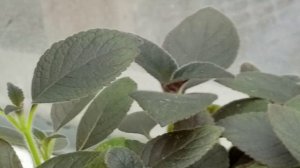 KOHLERIA 'DARK VELVET' PLANT